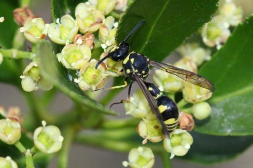 Eumenes sp.